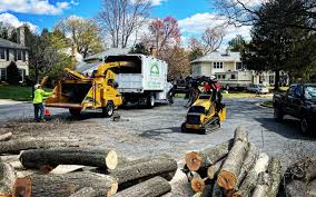 How Our Tree Care Process Works  in  Monticello, AR